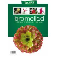 Image of Bromeliad