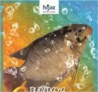 Image of Budi Daya Gurame Agar Cepat Besar