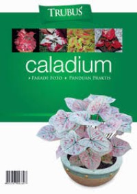 Image of Caladium