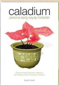 Image of Caladium pesona sang sayap bidadari