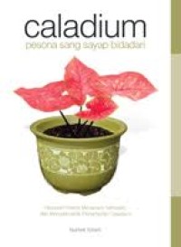 Image of Caladium Pesona sang sayap bidadari