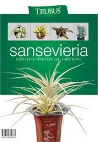 Image of Sansevieria 200 Jenis Spektakuler 400 Foto